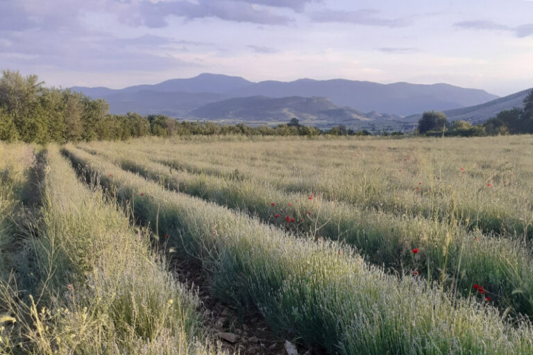 Αγροτικές περιπλανήσεις #1